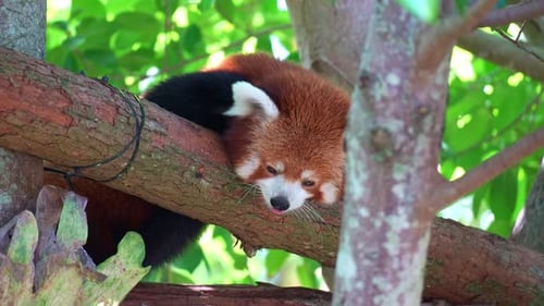 A cute red panda (Ailurus fulgens) resting on a tree branch, close up shot.