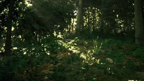 Sunlight Rays Animation in Green Forest