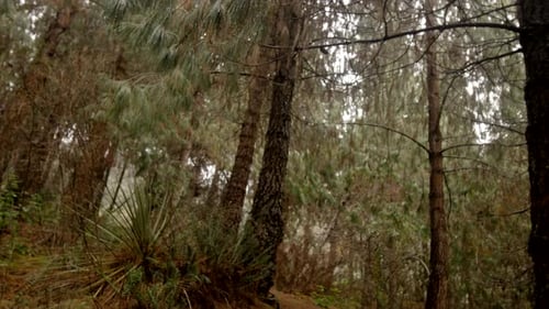 Cloud forest and vegetation, steady cam