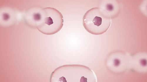 Seamless Loop of Cell Division and Biological Mitosis