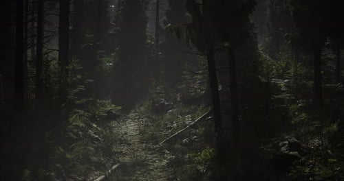 Misty Forest Path Surrounded By Tall Trees During Early Morning Hours