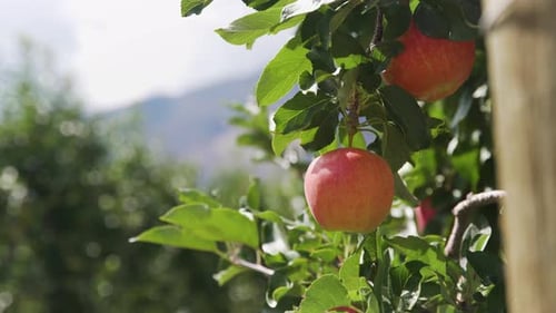 Juicy red apple on a branch in an orchard. Extreme close up shot