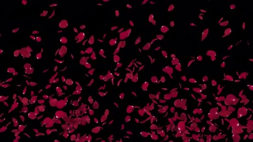 Explosion roter Rosenblätter auf Alpha Channel 4K.