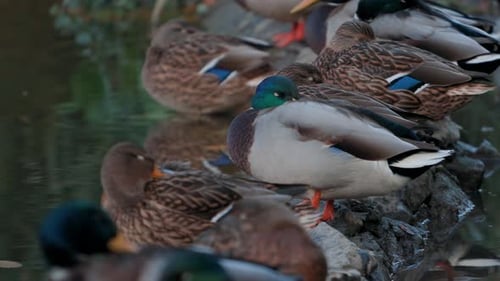 Enten schlafen, putzen ihre Federn, fressen Algen. Enten spiegeln sich wunderschön im Wasser
.