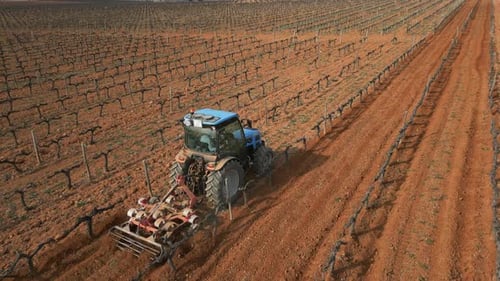 Vineyard Winter Landscape Tractor Cultivates the Soil Before the Onset of Spring