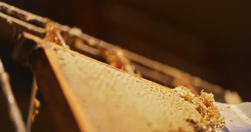 Removing Honeycomb from Beehive Frames Close Up