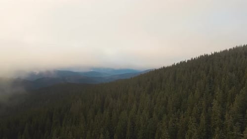 Aerial View of Vibrant Sunrise Over Carpathian Mountain Hills Covered with Evergreen Spruce Forest