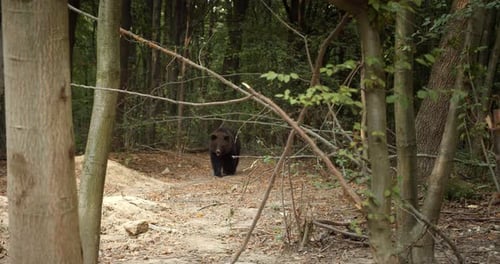 Wild Bear in the Forest, Walking Directly at Camera. Slow Motion