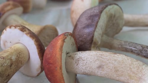 Close up of Assorted Wild Mushrooms