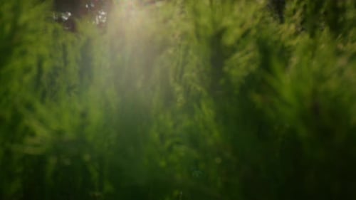 Golden sunbeams on green spruce needles in a bright inspiring forest