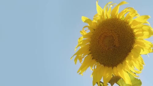 Yellow Sunflower on the Blue Sky