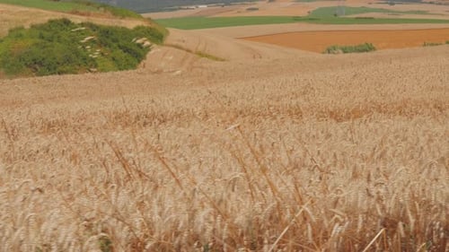 Field of Wheat