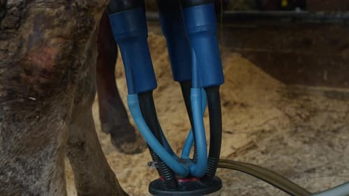 Machine Milking Process at Small Dairy Farm