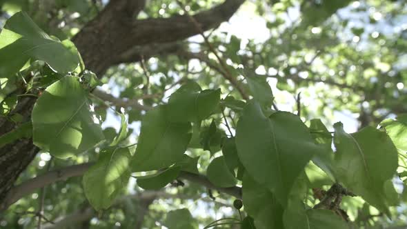 Yet another angle of a glorious ash tree with its verdant leaves ...