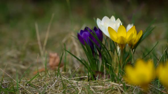 Group of croci flowering in different colors and heralding spring ...