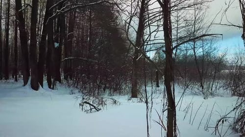 Winter Forest Near Lake Losvido 16