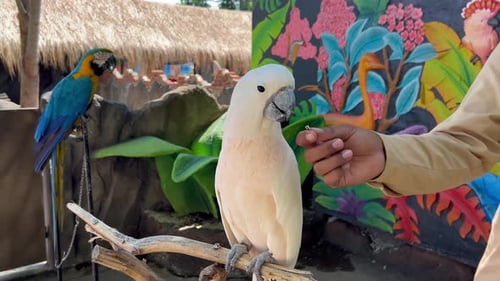White Cockatoo Perched in a Tropical Paradise