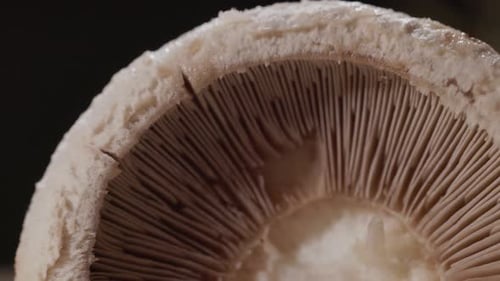Lamelles et branchies de champignons situées sous le chapeau. - vue agrandie