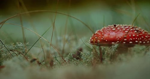 Amanita Muscaria comumente conhecida como