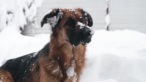 Dog Covered in Snow Lying Down in Winter