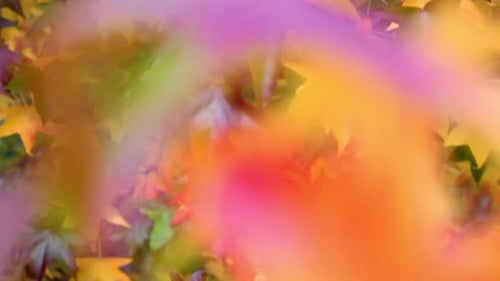 Autumn leaves in a garden