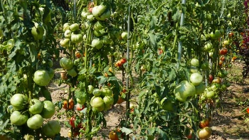 Home garden with tomato plants. Rich tomato harvest. Tomatoes begin to mature.