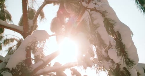Close up view of scenic pine branches covered with heavy snow. View of sunlight lens flares on branc