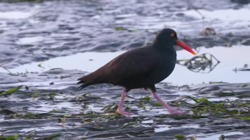 Huîtrière noire (Haematopus bachmani) marchant sur la plage à la recherche de nourriture. Ouvre la bouche. 2 fois au ralenti