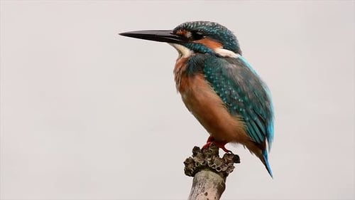 This Common Kingfisher was so friendly that it allowed me to come very close as I took this footage;