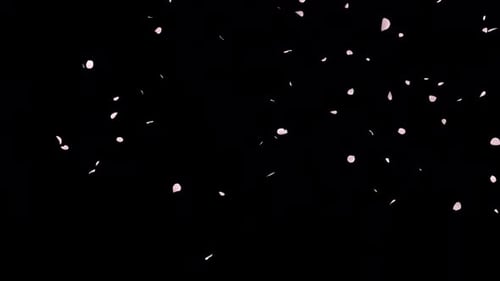 Cherry Blossom Petals Falling