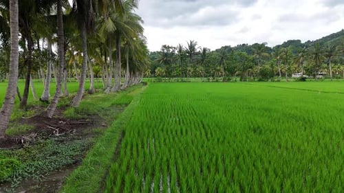Path between coconut trees in the rice field area