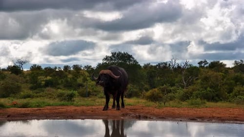 Un salvaje búfalo del Cabo se encuentra junto a un abrevadero reflectante bajo un cielo nublado.
