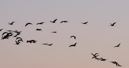 Herde gewöhnlicher Kraniche in der Camargue, Frankreich