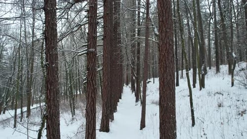 Winterstraße im Nebelwald