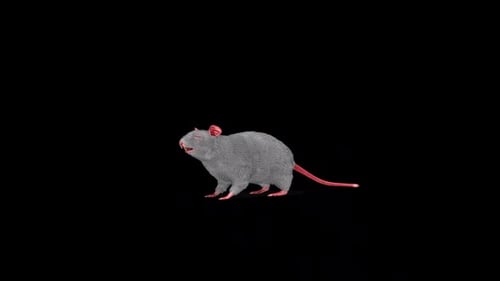 Black Rat Idle