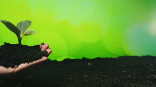 Hand with Potting Soil and Plant Sprout