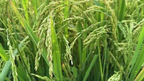 Static shot of Rice paddy plant.