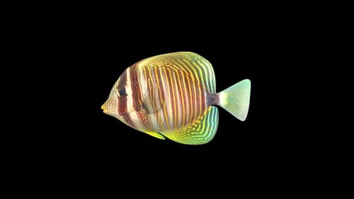 Butterfly Fish 3