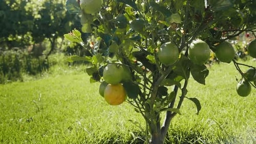 Citrus tree with ripe lemons and green lemons in a garden