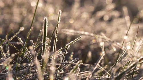Frost-tipped blades of green grass glisten in the soft golden light of morning, with a gentle bokeh