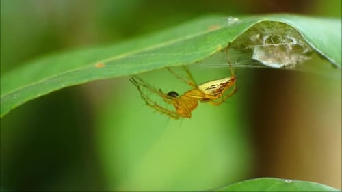 Araneus diadematus. Spider cross-shaped in summer forest. Genus of araneomorph spiders of orb-web fa