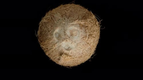 Coconut Rotating on Black Isolated Background. Close-Up.