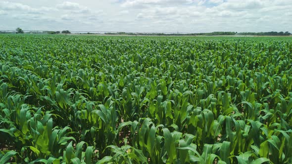 Oklahoma Corn Fields - Young Corn Field Low Push Over, Food Stock ...