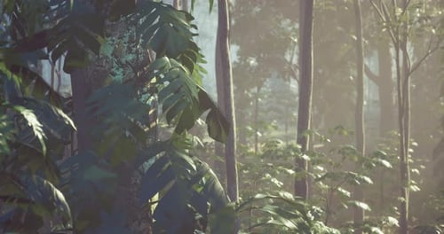 Misty Forest Landscape Showcasing Lush Greenery and Tall Trees at Dawn