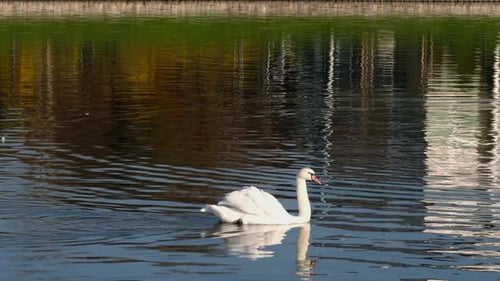 Graceful White Swan on the Lake