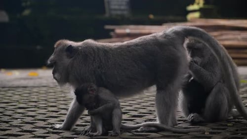 Familie von balinesischen Langschwänzen im Affenwaldschutzgebiet von Ubud, Bali, Indonesien. Nahaufnahme