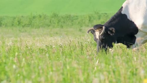 A Spotted Cow Grazes on a Beautiful Green Meadow Resting in the Meadow