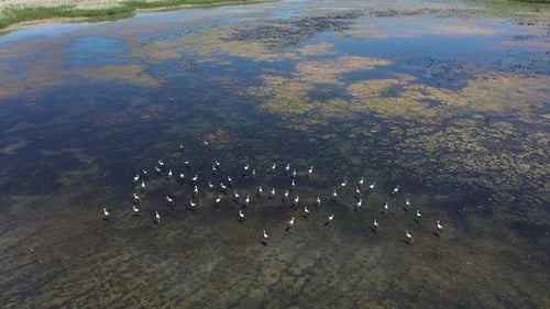 Vista aérea de cigüeñas en el lago cubierto de musgo