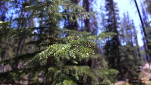 Kiefernzweig mit grünen Nadeln, die im Sonnenlicht leuchten, mit verschwommenem Waldhintergrund