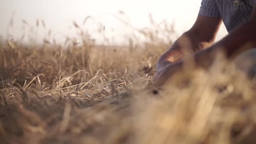 Man Inspecting Wheat Crop in Golden Field